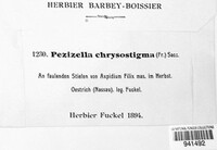 Psilachnum chrysostigma image